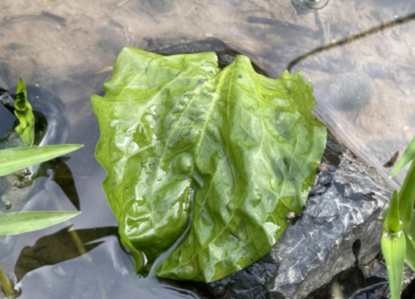 彭澤發(fā)現(xiàn)?國家二級重點保護(hù)植物