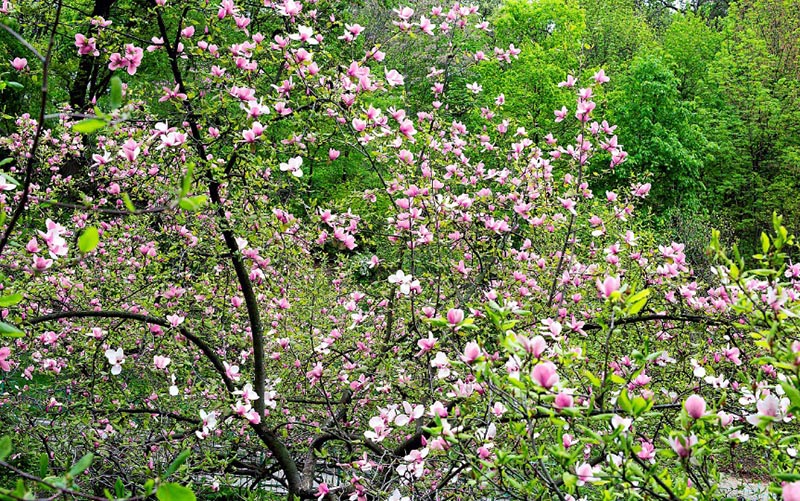 東亞—北美間斷分布園